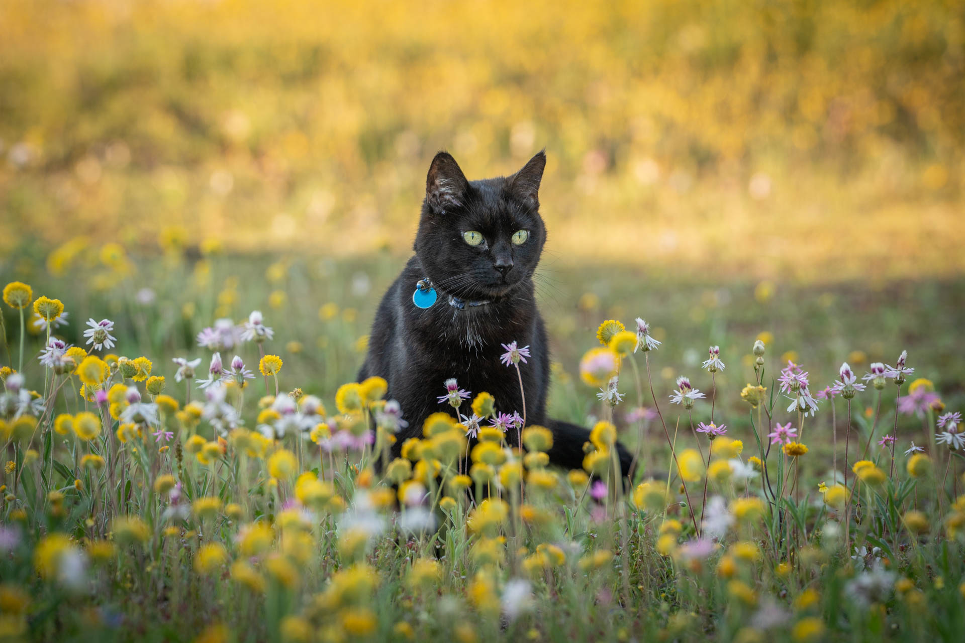 Willow and the Wildflowers – Western Australia’s Most Spectacular